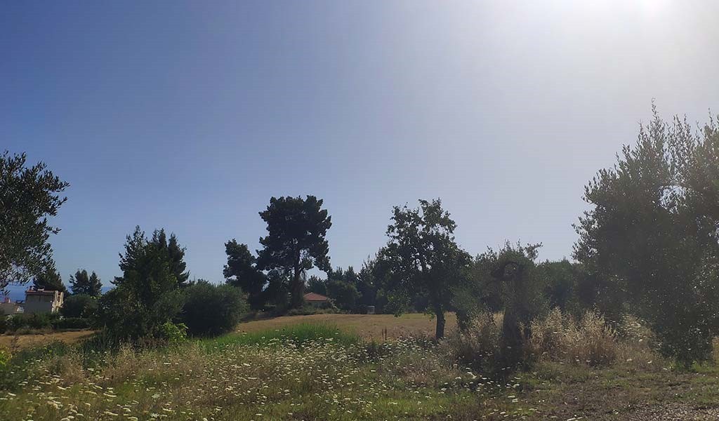 Αγροτεμάχια 8.000 τ.μ. πρός πώληση, Χαλκιδική, Κασσάνδρα