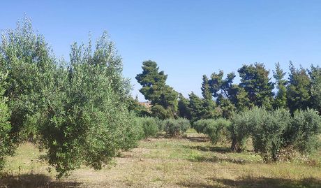 Αγροτεμάχια 8.000 τ.μ. πρός πώληση