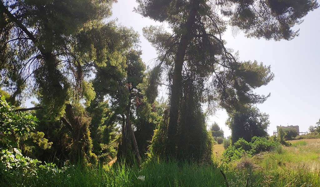 Αγροτεμάχια 8.000 τ.μ. πρός πώληση, Χαλκιδική, Κασσάνδρα