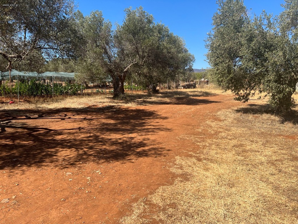 Μονοκατοικία 1.500 τ.μ. πρός πώληση, Εβρος, Αλεξανδρούπολη