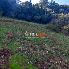 Αγροτεμάχια 10.000 τ.μ. πρός πώληση, Αχαΐα, Πάτρα-thumb-3