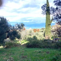 Αγροτεμάχια 10.000 τ.μ. για πώληση