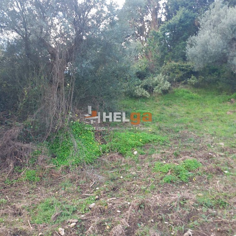Αγροτεμάχια 10.000 τ.μ. προς πώληση, Αχαΐα, Πάτρα