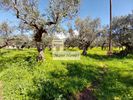 Οικόπεδο 2.237τ.μ. για πώληση-Λεύκτρος » Άγιος νικόλαος