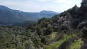 Αγροτεμάχια 4.196τ.μ. για πώληση-Λευκάδα » Ελλόμενο