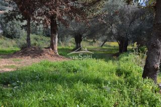 Αγροτεμάχια 5.608 τ.μ. πρός πώληση, Θεσπρωτία, Σύβοτα-thumb-11