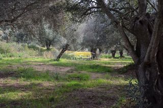 Αγροτεμάχια 5.608 τ.μ. πρός πώληση, Θεσπρωτία, Σύβοτα-thumb-13