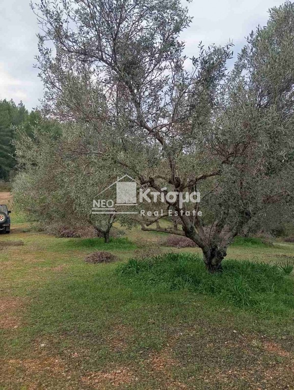 Αγροτεμάχια 4.618 τ.μ. προς πώληση, Αλφειούσα