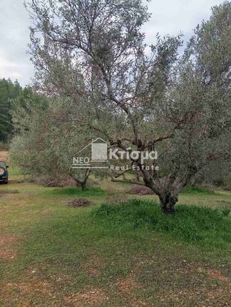Parcel 4.618 sqm for sale, Ilia, Volakas