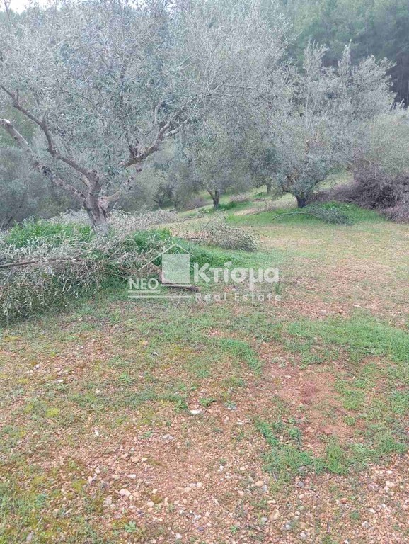 Αγροτεμάχια 4.618 τ.μ. προς πώληση, Αλφειούσα