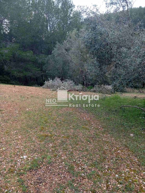 Αγροτεμάχια 4.618 τ.μ. προς πώληση, Αλφειούσα
