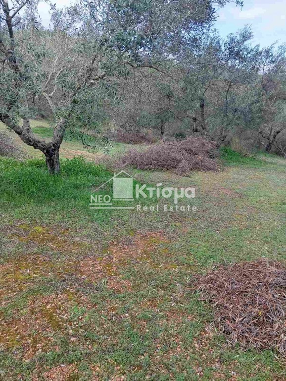 Αγροτεμάχια 4.618 τ.μ. προς πώληση, Αλφειούσα