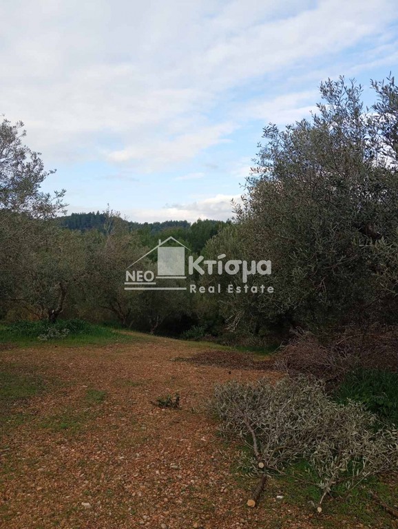 Αγροτεμάχια 4.618 τ.μ. προς πώληση, Αλφειούσα