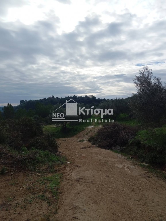 Αγροτεμάχια 25.137 τ.μ. προς πώληση, Παλαιοβαρβάσαινα