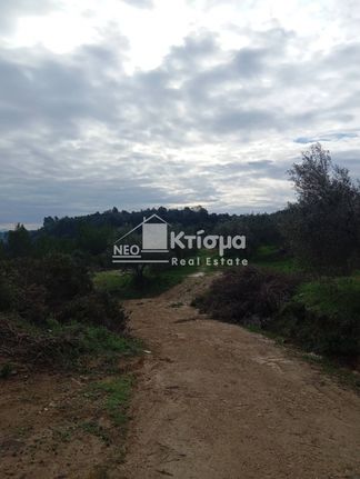 Αγροτεμάχια 25.137 τ.μ. για πώληση, Ν. Ηλείας, Πύργος