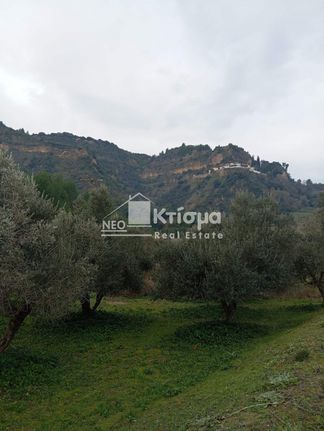 Αγροτεμάχια 4.066 τ.μ. για πώληση, Ν. Ηλείας, Ωλένη