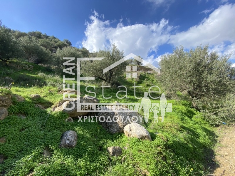 Αγροτεμάχια 4.491 τ.μ. προς πώληση, Ανάληψη Βουπρασίας