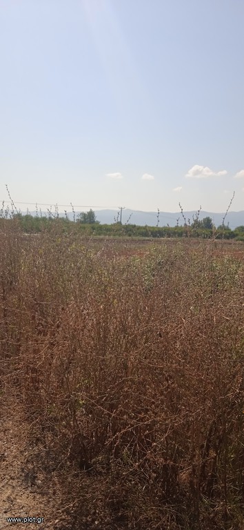 Αγροτεμάχια 6.500 τ.μ. πρός πώληση, Ημαθία, Βέροια