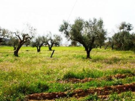 Land plot 12.000sqm for sale-Movri » Kalamaki