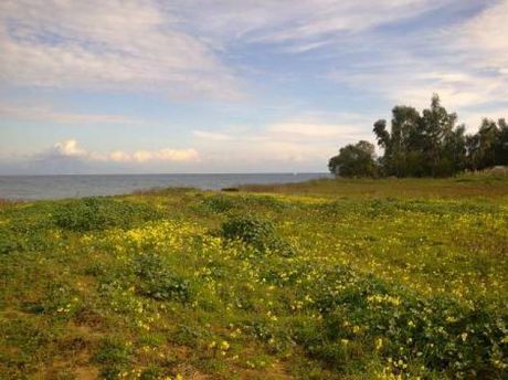 Land plot 11.840sqm for sale-Larissos » Lakkopetra