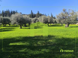 Οικόπεδο 8.800 τ.μ. για πώληση, Αχαΐα, Μεσσατίδα-thumb-21