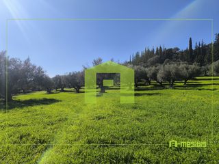 Οικόπεδο 8.800 τ.μ. για πώληση, Αχαΐα, Μεσσατίδα-thumb-11