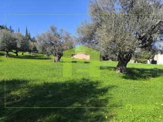 Οικόπεδο 8.800 τ.μ. για πώληση, Αχαΐα, Μεσσατίδα-thumb-24