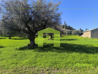 Οικόπεδο 8.800 τ.μ. για πώληση, Αχαΐα, Μεσσατίδα-thumb-13