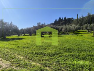 Οικόπεδο 8.800 τ.μ. για πώληση, Αχαΐα, Μεσσατίδα-thumb-1