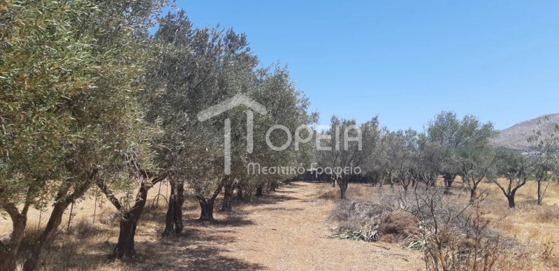 Μονοκατοικία 40 τ.μ. πρός πώληση, Αττική - Υπόλοιπο, Καλύβια Θορικού