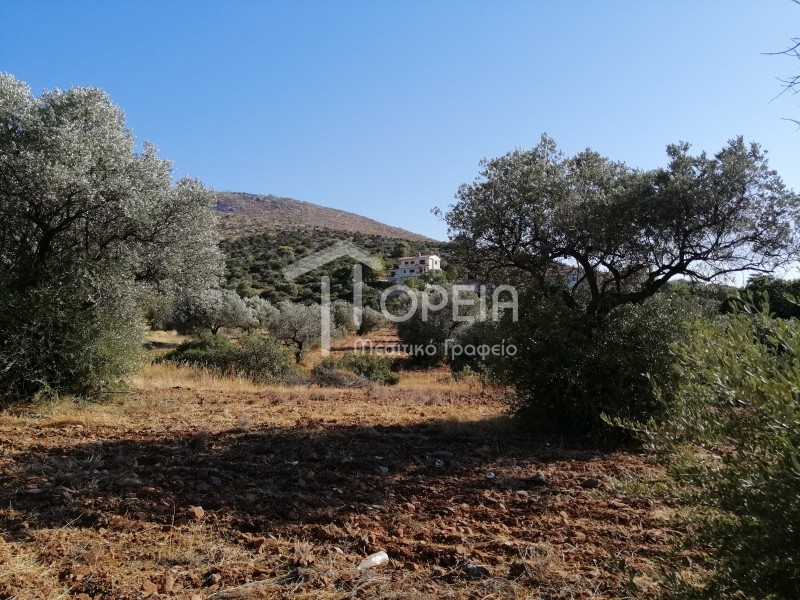 Οικόπεδο 5.500 τ.μ. πρός πώληση, Αττική - Υπόλοιπο, Καλύβια Θορικού
