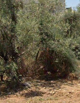 Οικόπεδο 772τ.μ. για πώληση-Ελληνικό » Κάτω ελληνικό