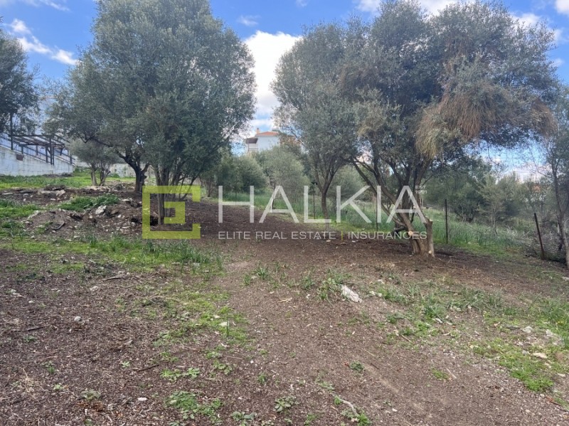 Οικόπεδο 591 τ.μ. πρός πώληση, Μαγνησία, Βόλος