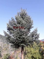 Οικόπεδο 1.780 τ.μ. για πώληση, Αχαΐα, Ακράτα-thumb-5