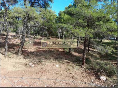 Οικόπεδο 2.016τ.μ. για πώληση-Αφίδνες