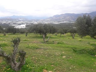 Αγροτεμάχια 6.700 τ.μ. για πώληση, Ν. Λασιθίου, Ιεράπετρα-thumb-3