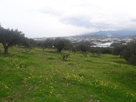 Αγροτεμάχια 6.700τ.μ. για πώληση-Ιεράπετρα » Βαϊνιά