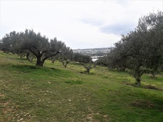 Αγροτεμάχια 6.700 τ.μ. για πώληση, Ν. Λασιθίου, Ιεράπετρα-thumb-2