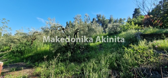 Αγροτεμάχια 4.004 τ.μ. πρός πώληση, Χαλκιδική, Κασσάνδρα