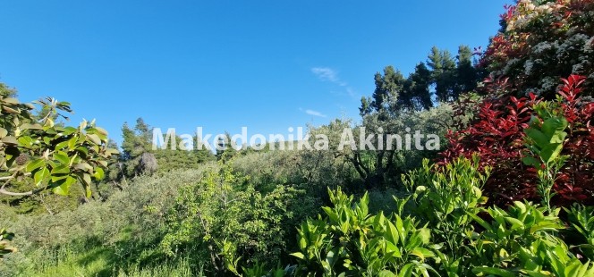 Αγροτεμάχια 4.004 τ.μ. πρός πώληση, Χαλκιδική, Κασσάνδρα
