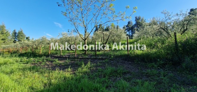 Αγροτεμάχια 4.004 τ.μ. πρός πώληση, Χαλκιδική, Κασσάνδρα