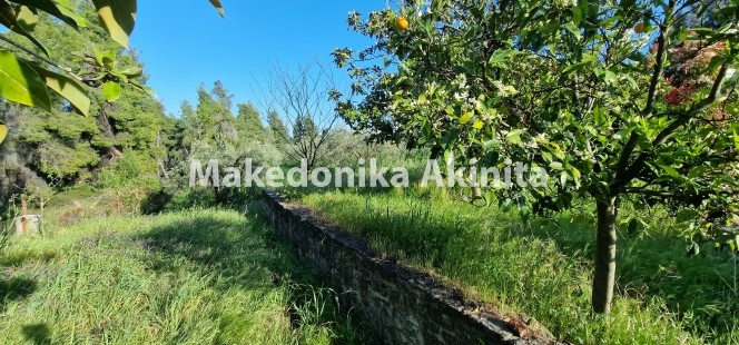 Αγροτεμάχια 4.004 τ.μ. πρός πώληση, Χαλκιδική, Κασσάνδρα
