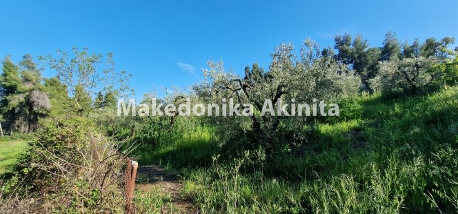 Αγροτεμάχια 4.004 τ.μ. πρός πώληση, Χαλκιδική, Κασσάνδρα