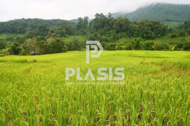 Αγροτεμάχια 4.815,31τ.μ. για πώληση-Ανθούσα