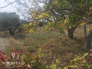 Αγροτεμάχια 5.000 τ.μ. για πώληση
