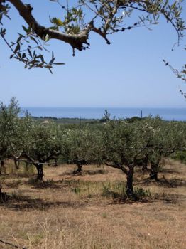 Οικόπεδο 12.023τ.μ. για πώληση-Γαργαλιάνοι » Πηγάδια