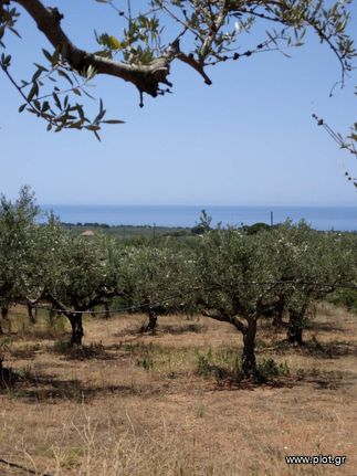 Οικόπεδο 12.023 τ.μ. για πώληση, Μεσσηνία, Γαργαλιάνοι