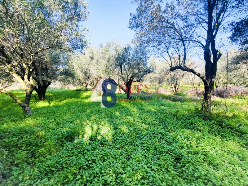 Οικόπεδο 1.578 τ.μ. προς πώληση, Πόλη Χίου