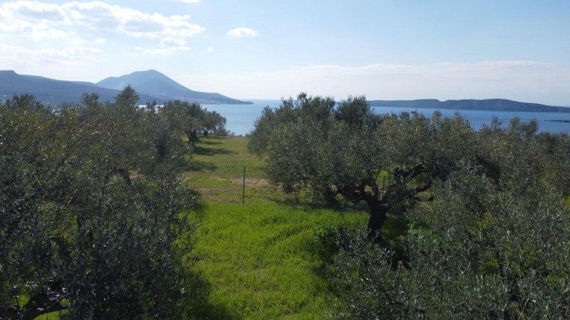 Οικόπεδο 1.770 τ.μ. προς πώληση, Γιάλοβα