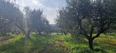 Αγροτεμάχια 7.967 τ.μ. για πώληση
